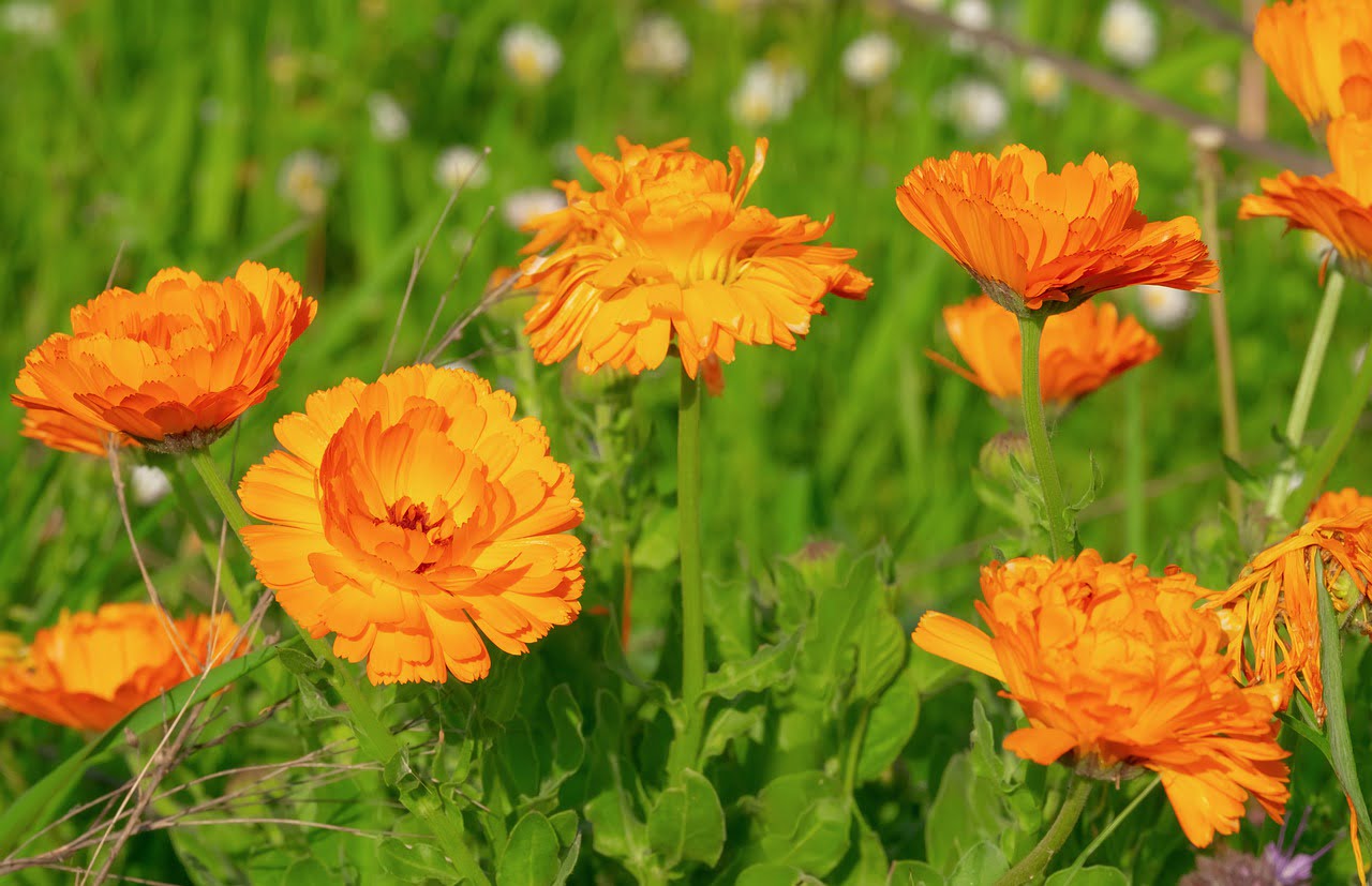 Natuur, goudsbloem